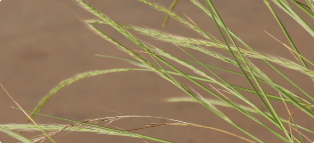 Silvergrass plant showing seed heads