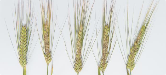 Frosted barley head note the light coming through non pollinated florets with anthers protruding 