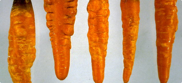 A number of carrots showing the symptoms of severe root damage caused by carrot virus Y