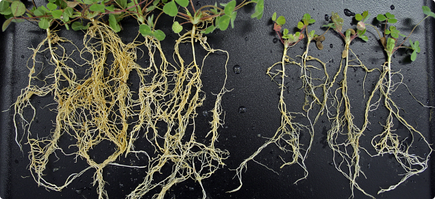 Poor nodulation and lower biomass production in sub-clover plants that failed to effectively nodulate due to soil acidity.