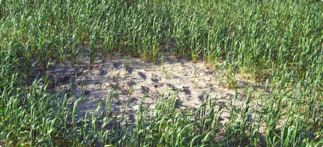 bare patch in a wheat crop