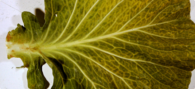 Cabbage leaf showing veinal chlorosis characteristic of cauliflower mosaic virus