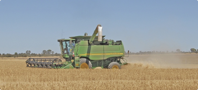 Combine harvester operating in a cereal crop