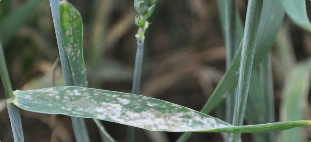 Powdery mildew appears as fluffy white growth on wheat leaves