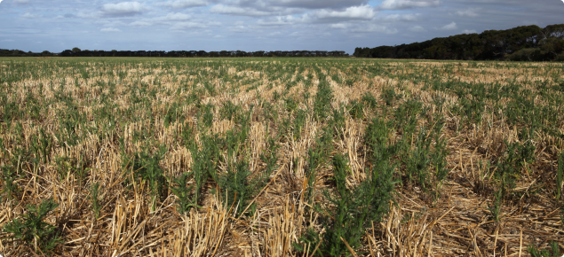 Flaxleaf fleabane on the south coast of WA