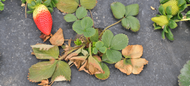 Strawberry variety 'Fortuna' showing symptoms of crown rot later identified as Phytophthora cactorum