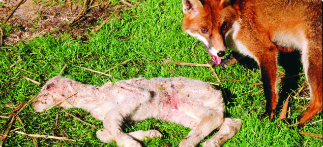 A fox sitting next to the body of a dead lamb
