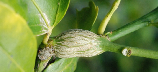 Fresh gall on citrus tree caused by citrus gall wasp larvae
