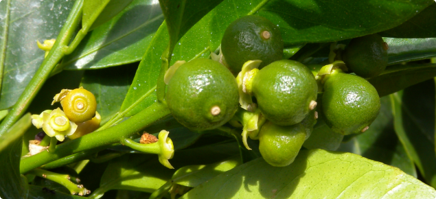 Shedding of fruitlets from Daisy mandarin tree in Bindoon - 2010