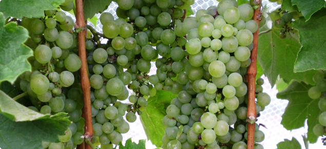 Furmint wine grapes