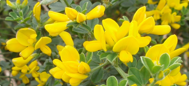 Genista monspessulana flowers