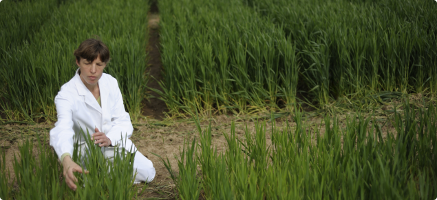 Genetically modified crop trial