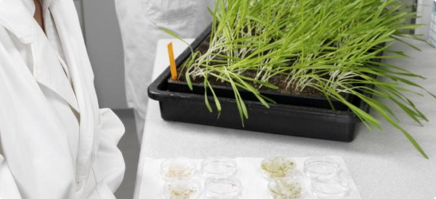 GM wheat seedlings growing in a tray on the lab bench for tissue testing
