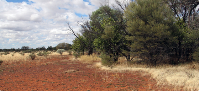 Photograph of a mulga grove community in good condition