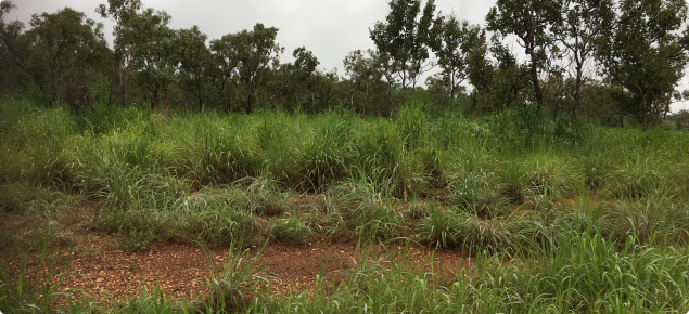 Gamba grass an environmental weed in the Northern Territory 