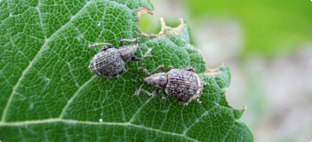 Garden weevil adults