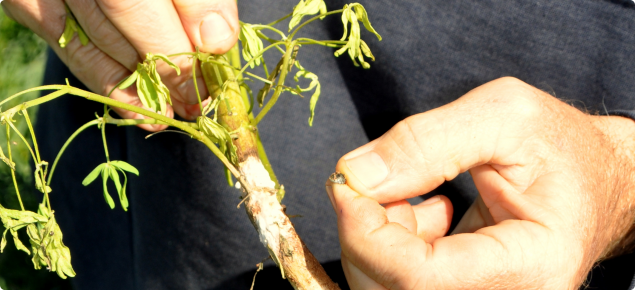 Sclerotinia on lupins