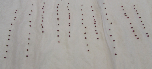 canola seed laid out in liness for germination test