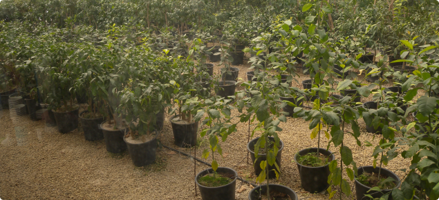 Citrus trees growing in a multiplication glasshouse