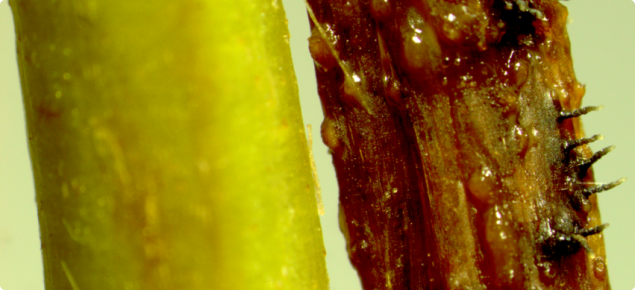 Perithecia of Gnomoniopsis on a strawberry petiole