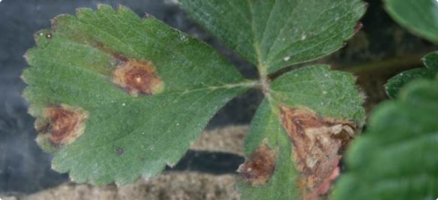 More advanced symptoms of Gnomoniopsis on leaves