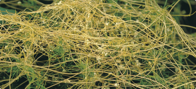 Golden dodder with smooth, hairless, thread-like stems, which twine round the host plant.