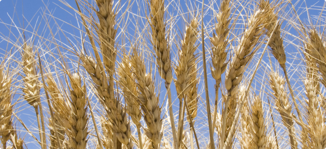 Mature wheat heads with a blue sky backdrop