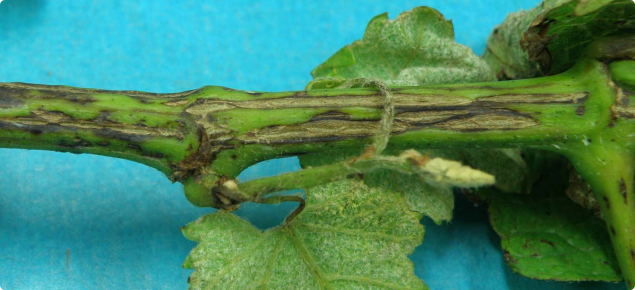 Deep elongated light grey cankers on grapevine canes late in the season is indicative of Phomopsis cane and leaf spot