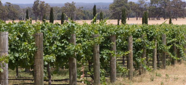 Rows of grapevines