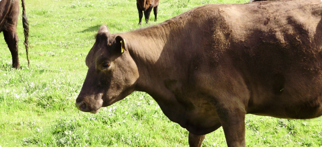 Grass tetany in beef cattle: prevention and treatment | Agriculture and Food