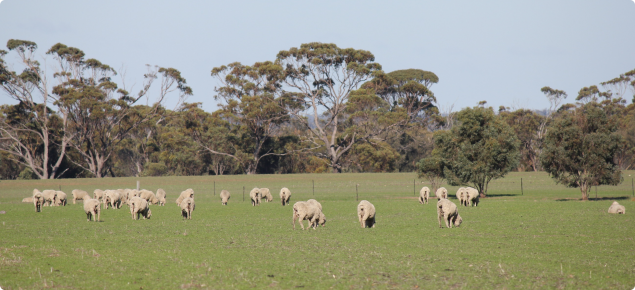 Sheep grazing at Katanning