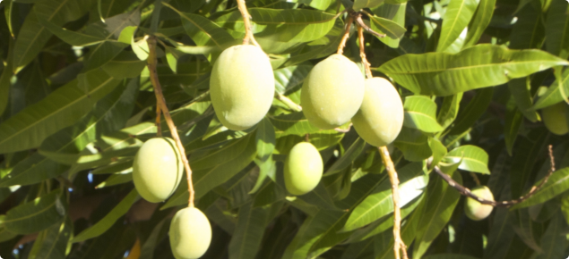 Green fruit on mango tree