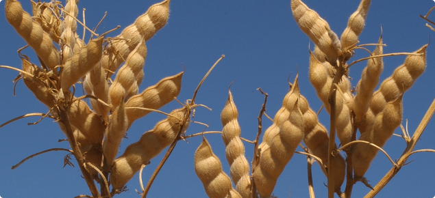 Close-up photograph of a lupin mature lupin plant. The plant is against a clear blue sky and shows three branches each with six to ten mature pods on them. The pods look beautiful, they have no blemishes, dry, golden brown, plump and full of seeds. 