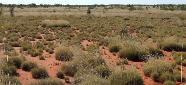 Photograph of a hard spinifex community in good condition in 2014