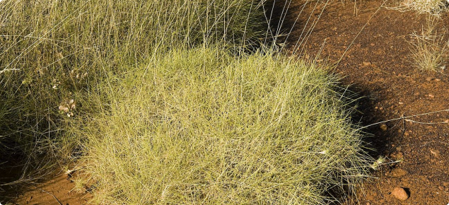 Photograph of hard spinifex (Triodia intermedia) in the east Kimberley