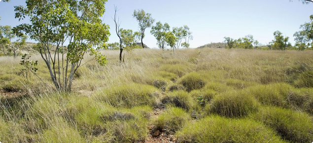 Photograph of hard spinifex (Triodia wiseana) in the east Kimberley