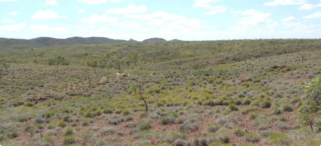 Hard spinifex plain pasture in the Dockrell land system