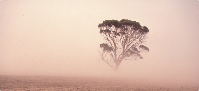 Bare paddock with soil blowing