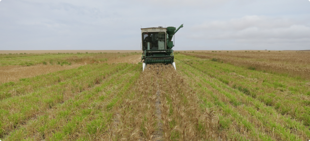 Small plot harvester harvesting a wheat crop sown over perennial pasture, which can be seen as a green understory.