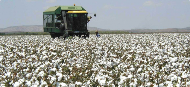 Harvesting cotton in the ORIA