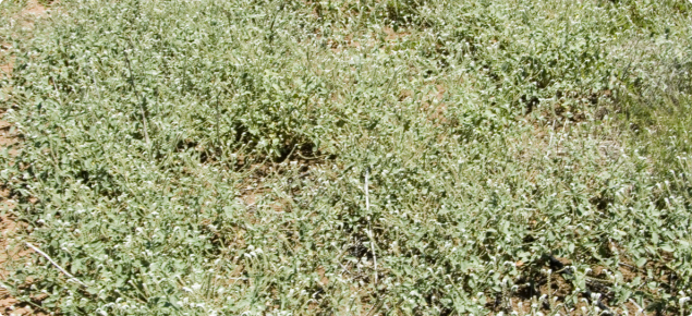 Heliotrope infestation in a jojoba plantation.