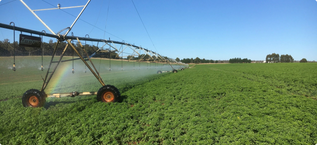 Hemp crop under centre pivot