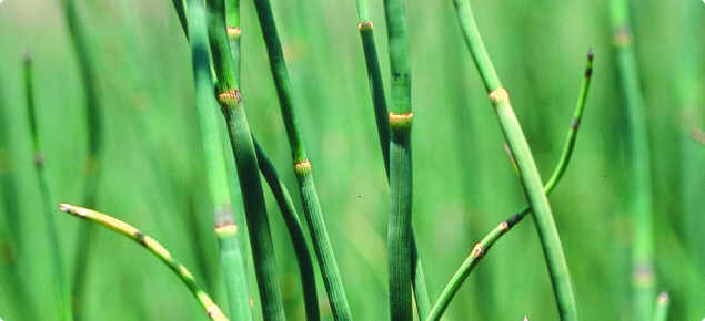 Close-up of horsetail plants