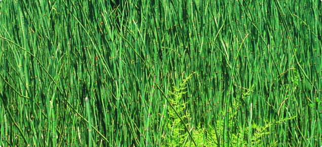 Infestation of horsetail