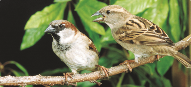 Male (left) and female house sparrows.