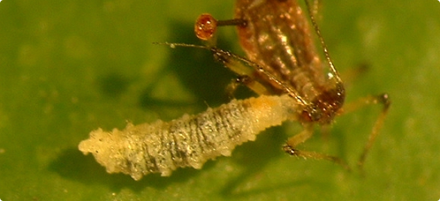 Hoverfly larva feeding on an aphid