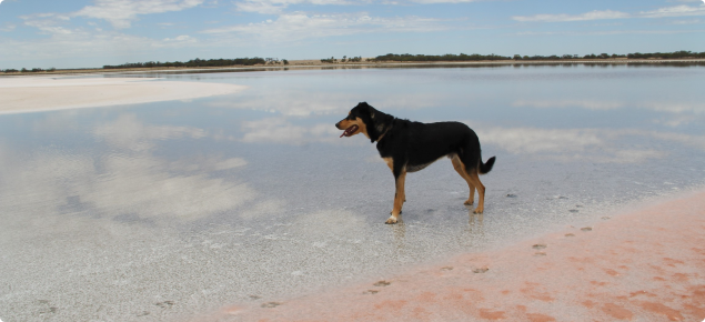 Dog standing on shoreline