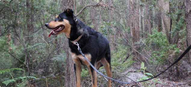 Dog standing in bushland