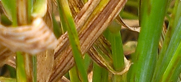 net-type net bloth of barley