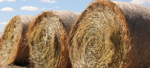 Large round hay bales